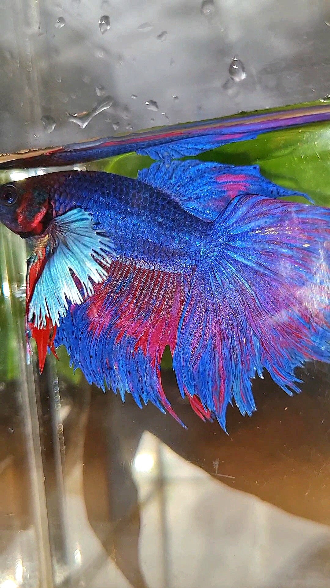 HALFMOON SUPER DUMBO EAR PURPLE BLUE BETTA FISH