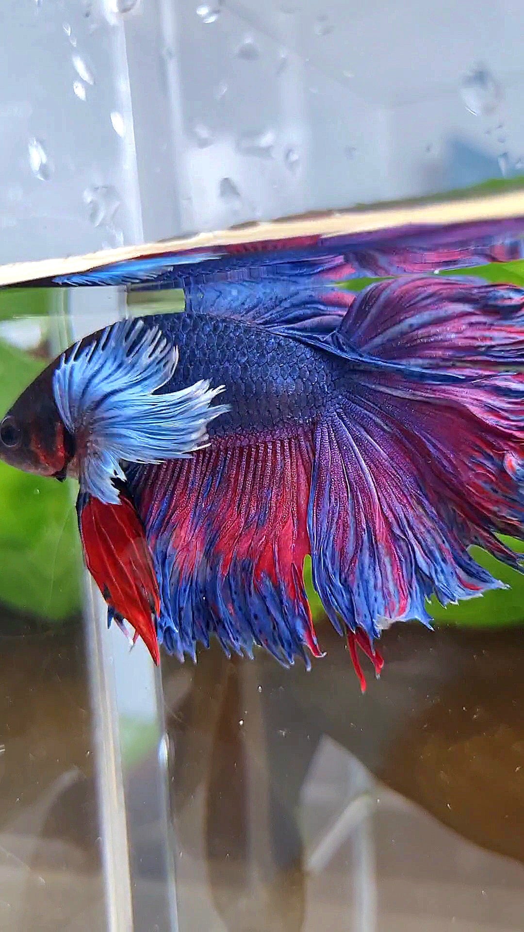 HALFMOON SUPER DUMBO EAR PURPLE BLUE BETTA FISH