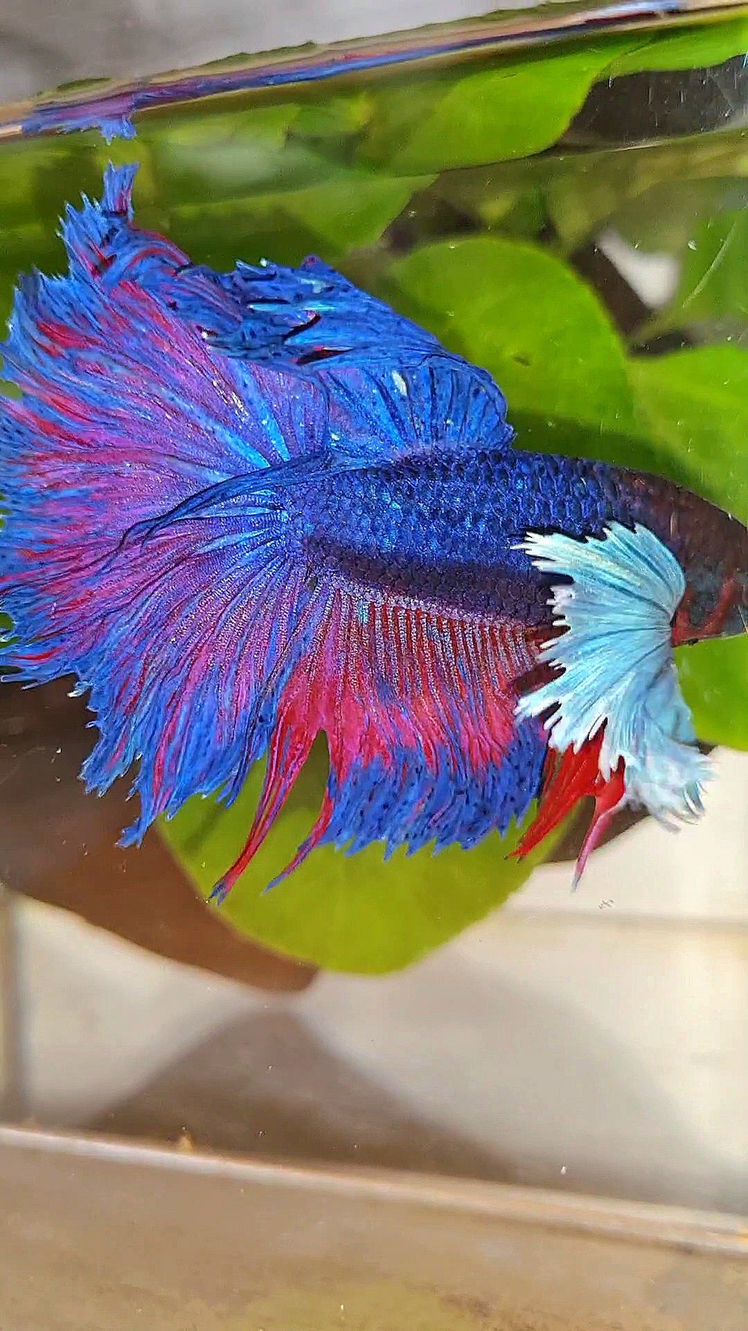 HALFMOON SUPER DUMBO EAR PURPLE BLUE BETTA FISH