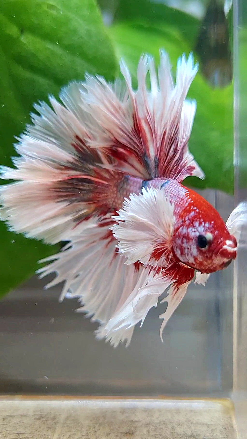 LUXURY HALFMOON CROWNTAIL DUMBO EAR ROSEGOLD FANCY COPPER MULTICOLOR