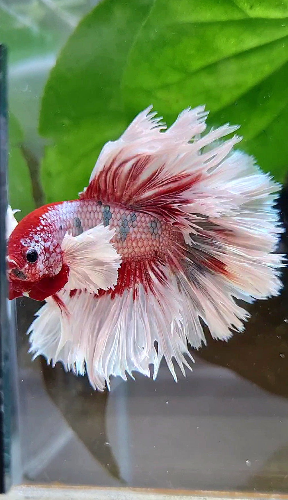 LUXURY HALFMOON CROWNTAIL DUMBO EAR ROSEGOLD FANCY COPPER MULTICOLOR