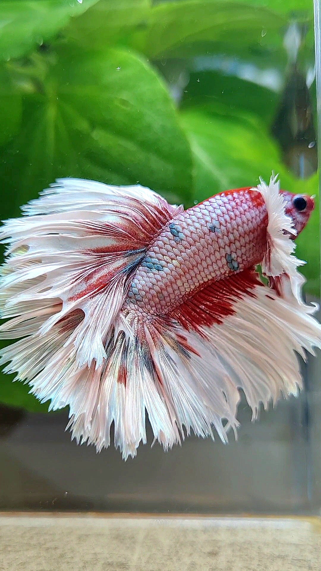 LUXURY HALFMOON CROWNTAIL DUMBO EAR ROSEGOLD FANCY COPPER MULTICOLOR