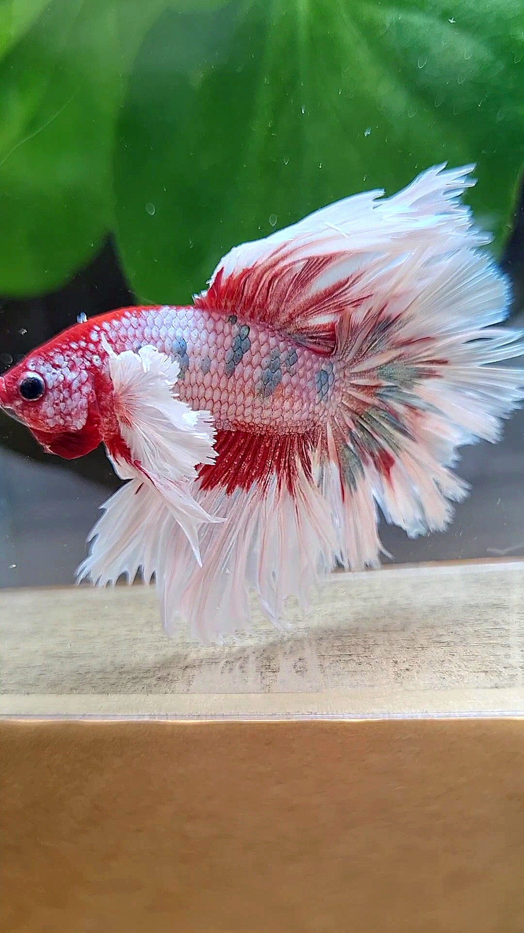 LUXURY HALFMOON CROWNTAIL DUMBO EAR ROSEGOLD FANCY COPPER MULTICOLOR