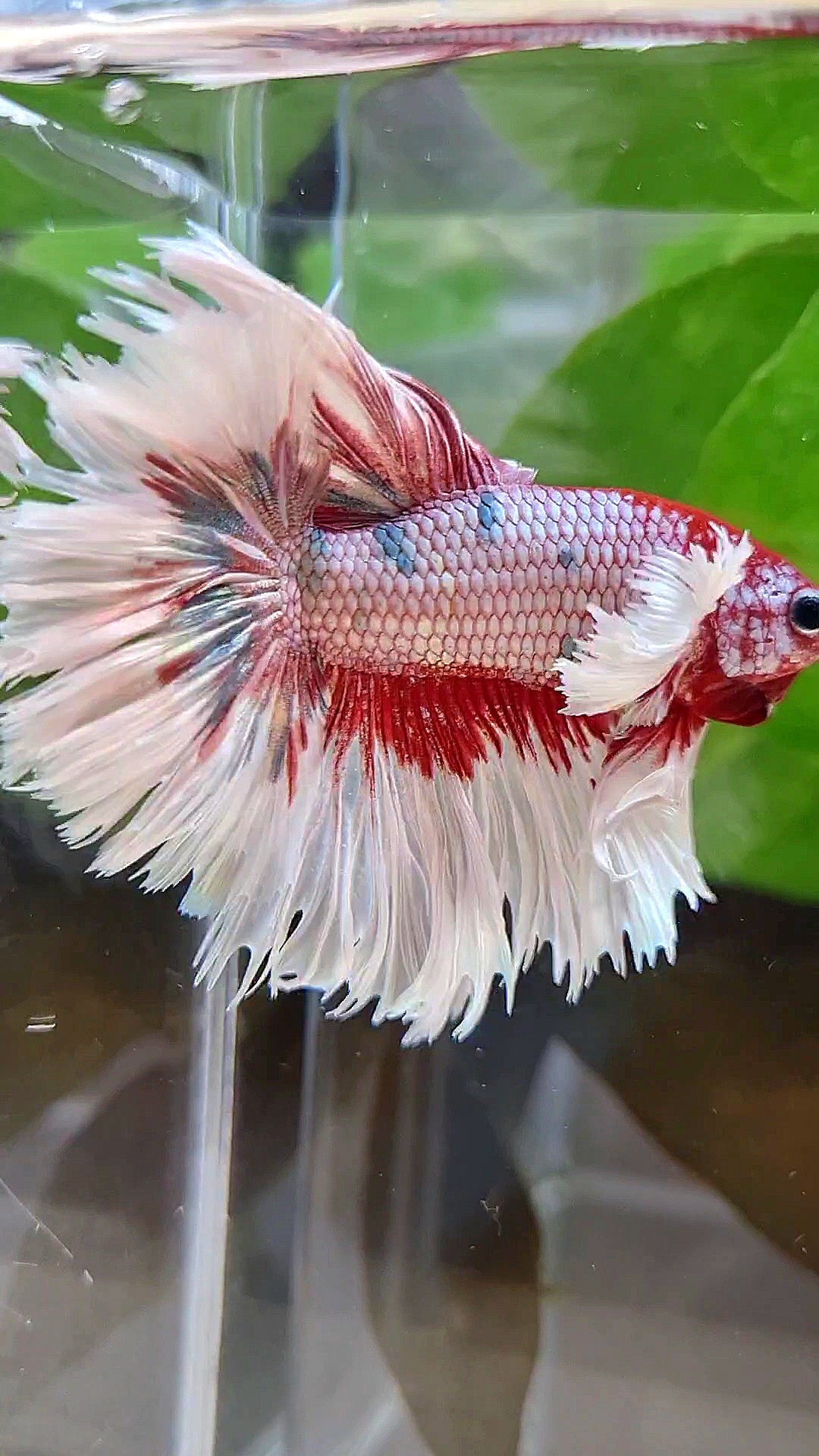 LUXURY HALFMOON CROWNTAIL DUMBO EAR ROSEGOLD FANCY COPPER MULTICOLOR