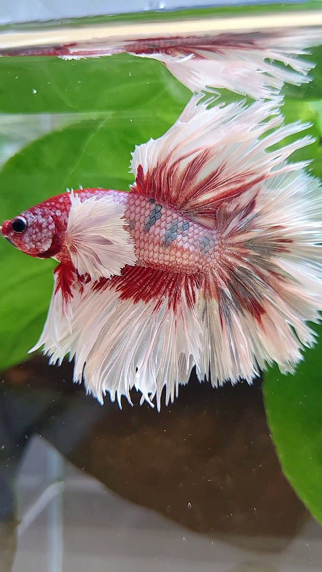 LUXURY HALFMOON CROWNTAIL DUMBO EAR ROSEGOLD FANCY COPPER MULTICOLOR
