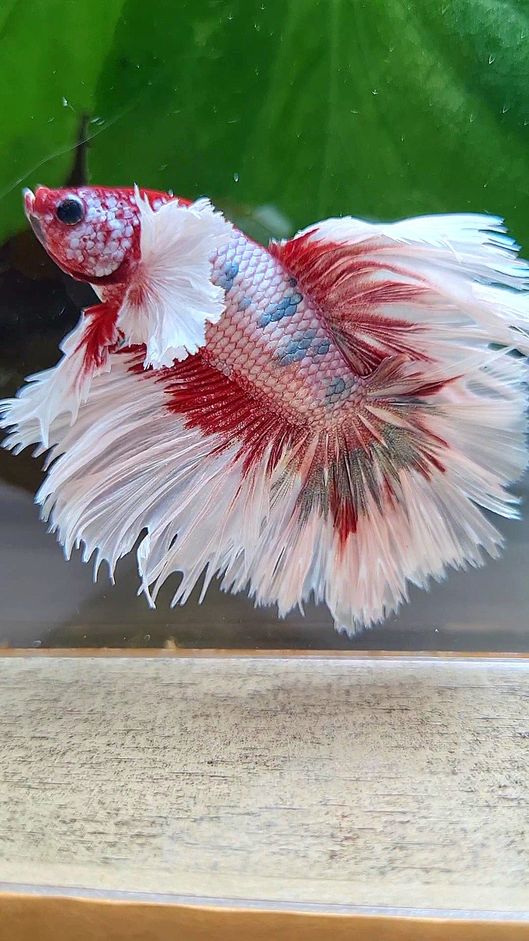 LUXURY HALFMOON CROWNTAIL DUMBO EAR ROSEGOLD FANCY COPPER MULTICOLOR