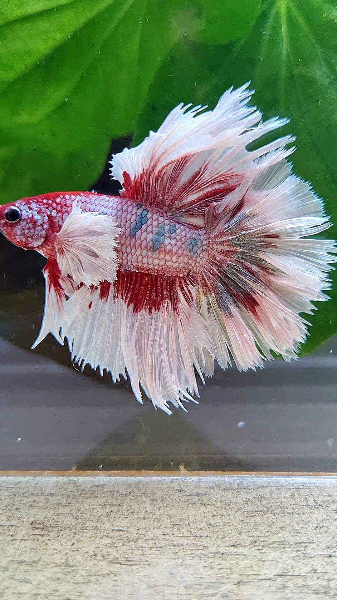 LUXURY HALFMOON CROWNTAIL DUMBO EAR ROSEGOLD FANCY COPPER MULTICOLOR