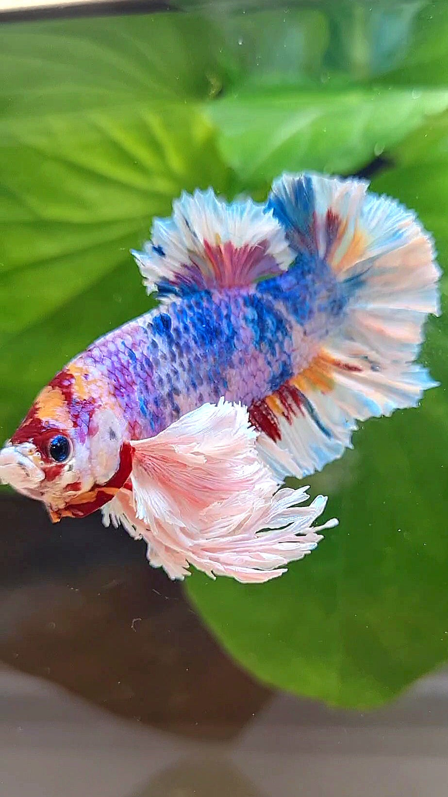 LUXURY KING PLAKAT SUPER ROSE EAR RAINBOW CANDY MULTICOLOR BETTA FISH