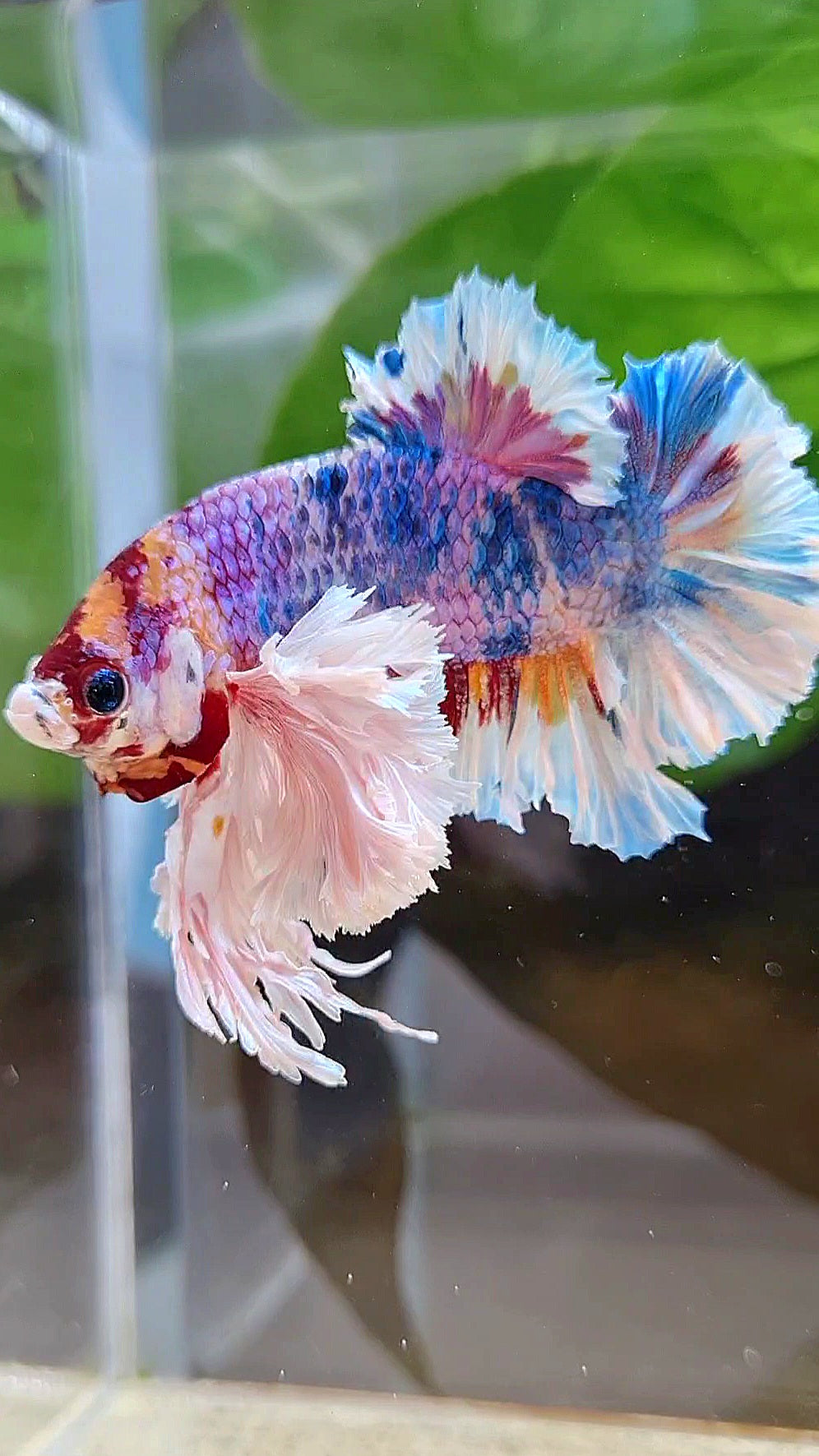 LUXURY KING PLAKAT SUPER ROSE EAR CANDY RAINBOW MULTICOLOR BETTA FISH