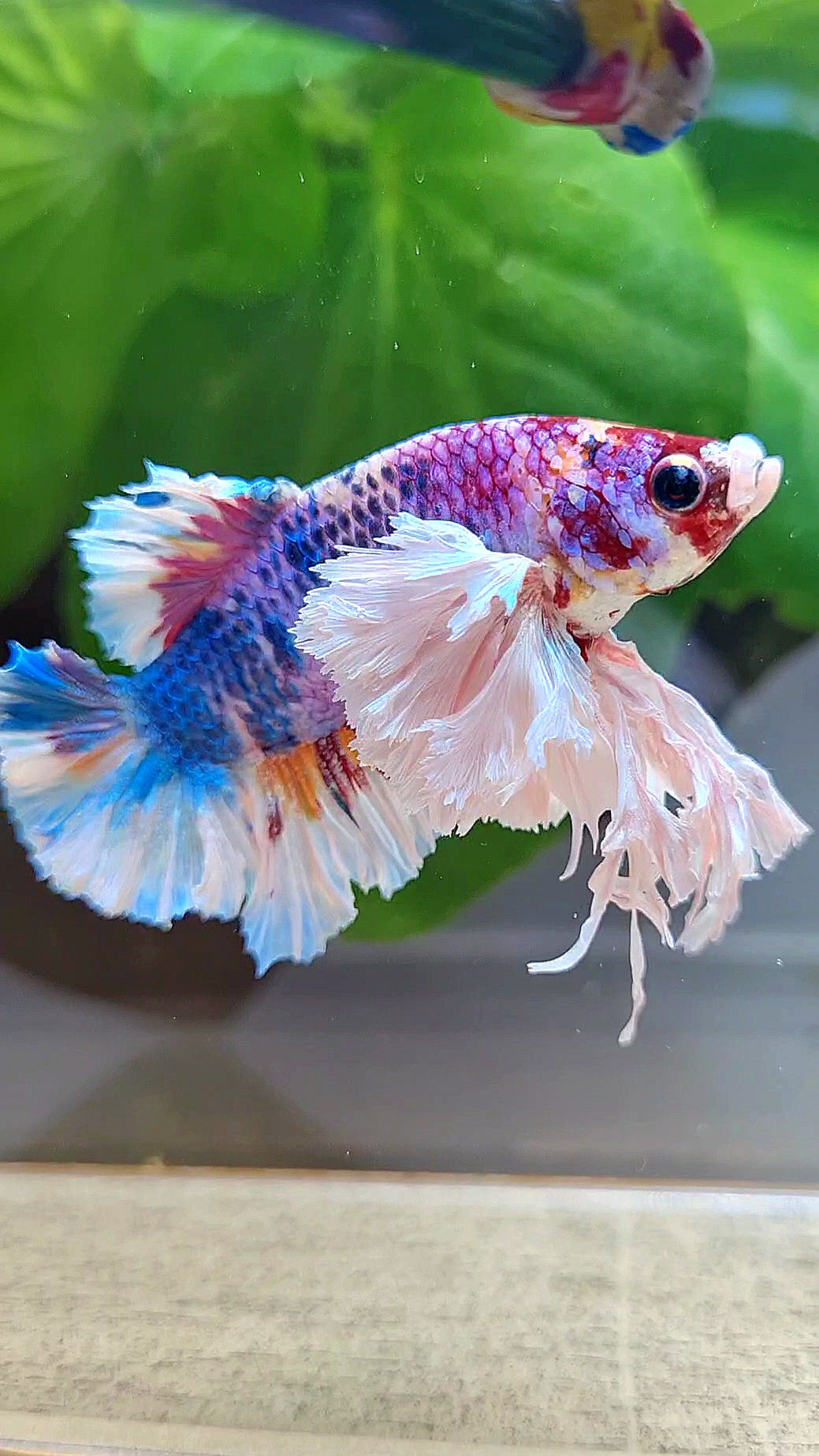 LUXURY KING PLAKAT SUPER ROSE EAR RAINBOW CANDY MULTICOLOR BETTA FISH