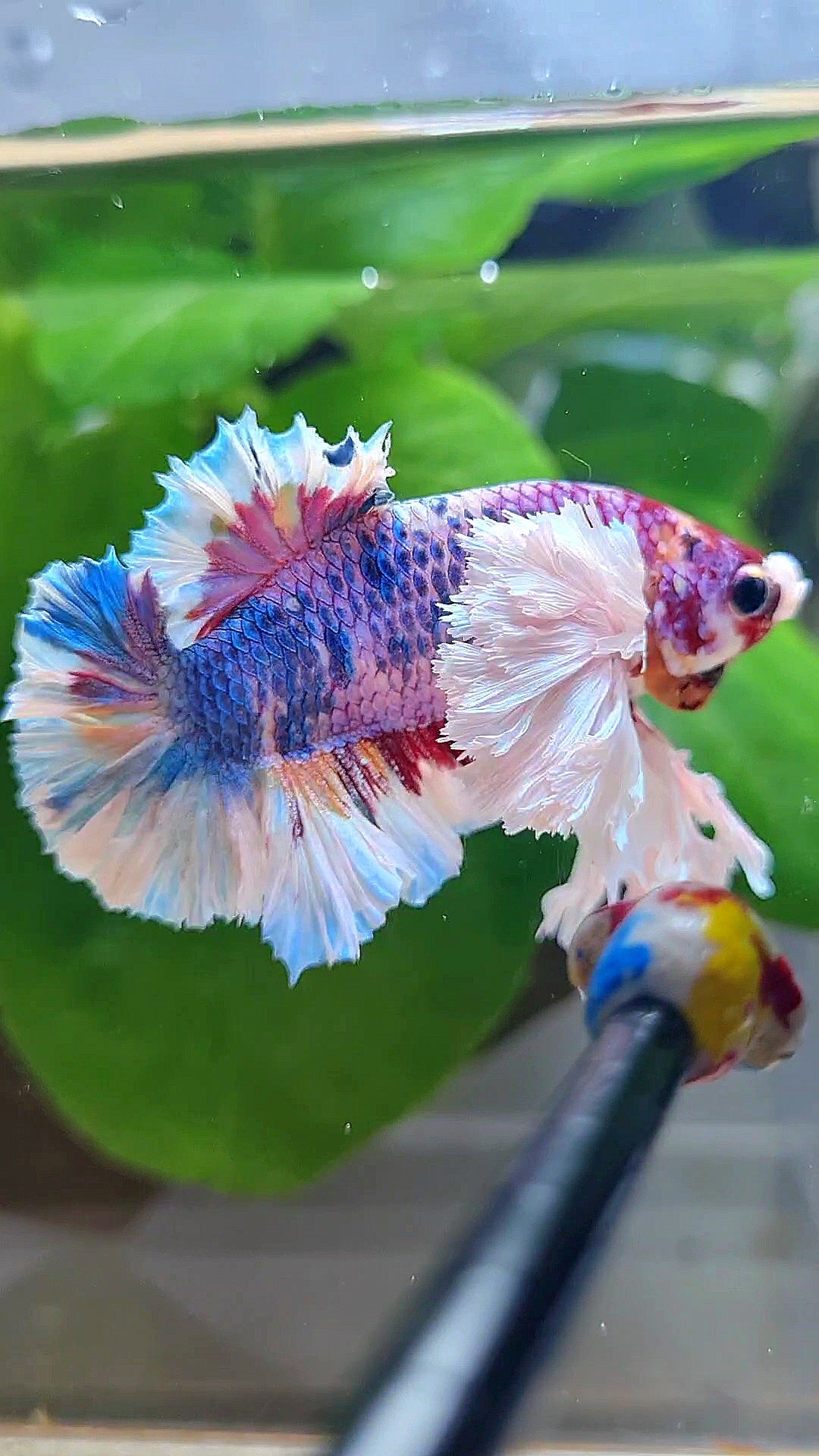 LUXURY KING PLAKAT SUPER ROSE EAR RAINBOW CANDY MULTICOLOR BETTA FISH