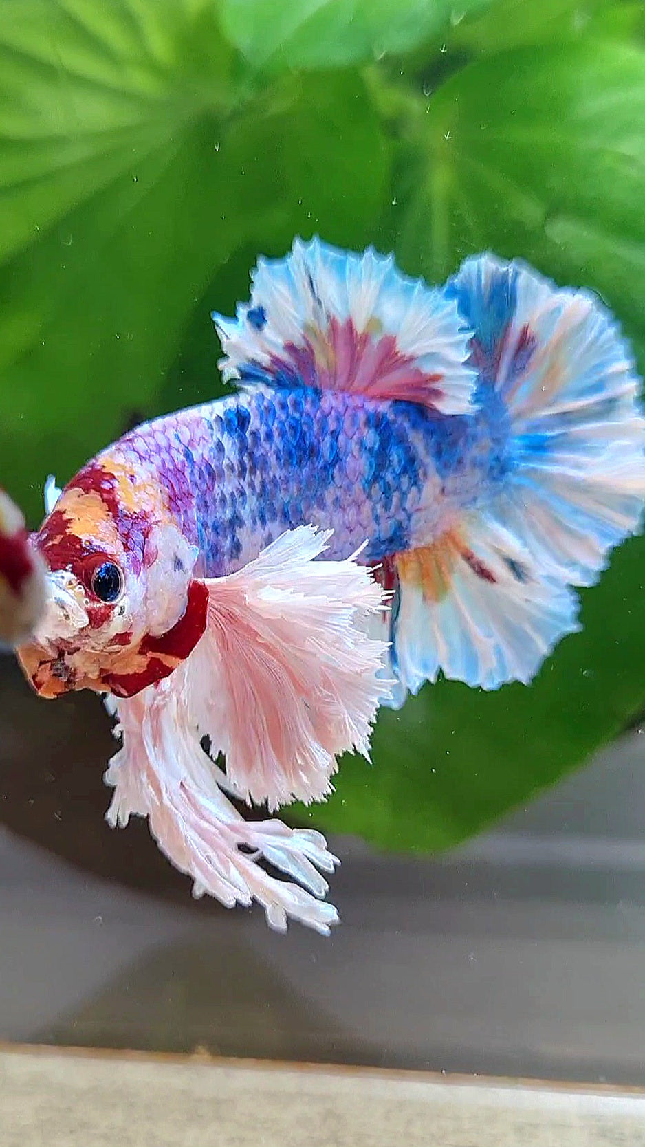 LUXURY KING PLAKAT SUPER ROSE EAR CANDY RAINBOW MULTICOLOR BETTA FISH