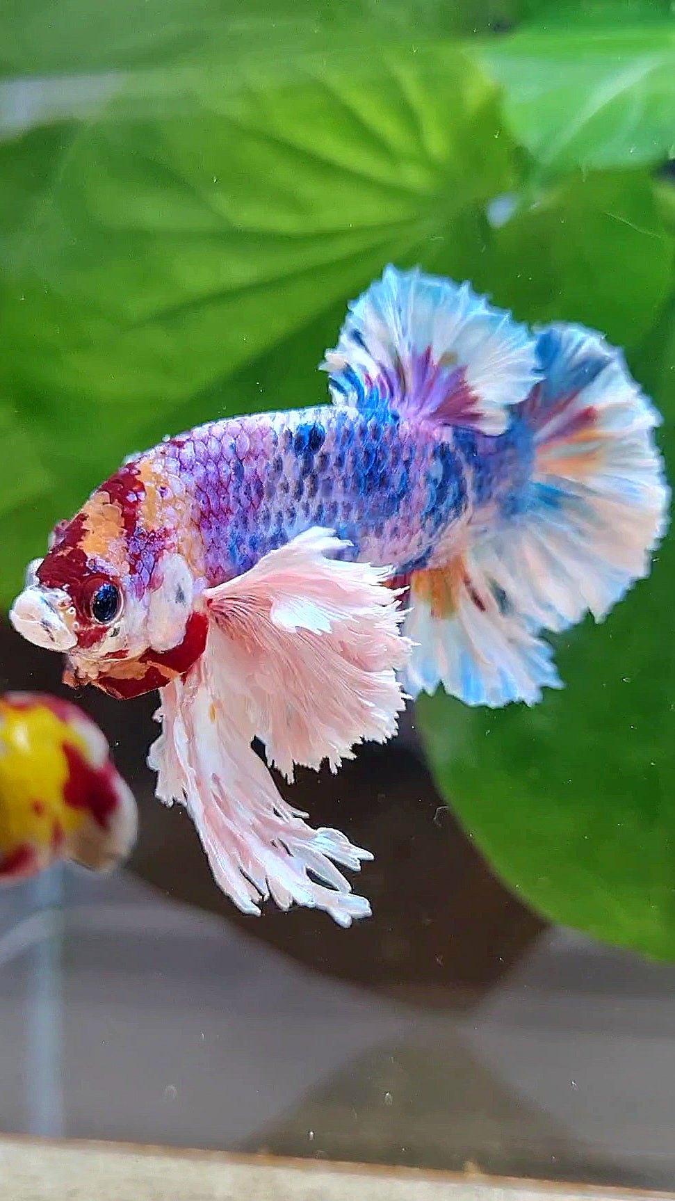 LUXURY KING PLAKAT SUPER ROSE EAR RAINBOW CANDY MULTICOLOR BETTA FISH