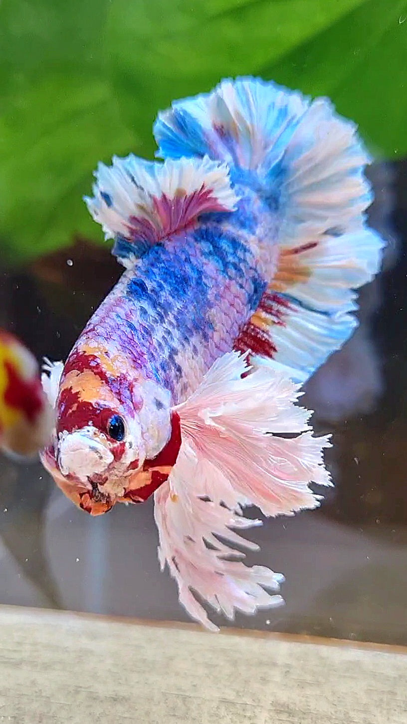 LUXURY KING PLAKAT SUPER ROSE EAR RAINBOW CANDY MULTICOLOR BETTA FISH