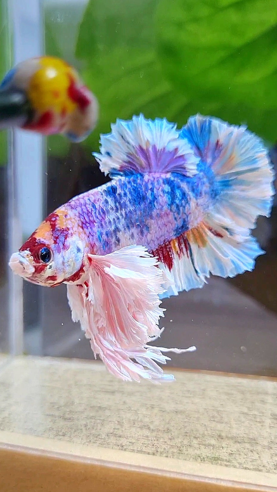LUXURY KING PLAKAT SUPER ROSE EAR RAINBOW CANDY MULTICOLOR BETTA FISH