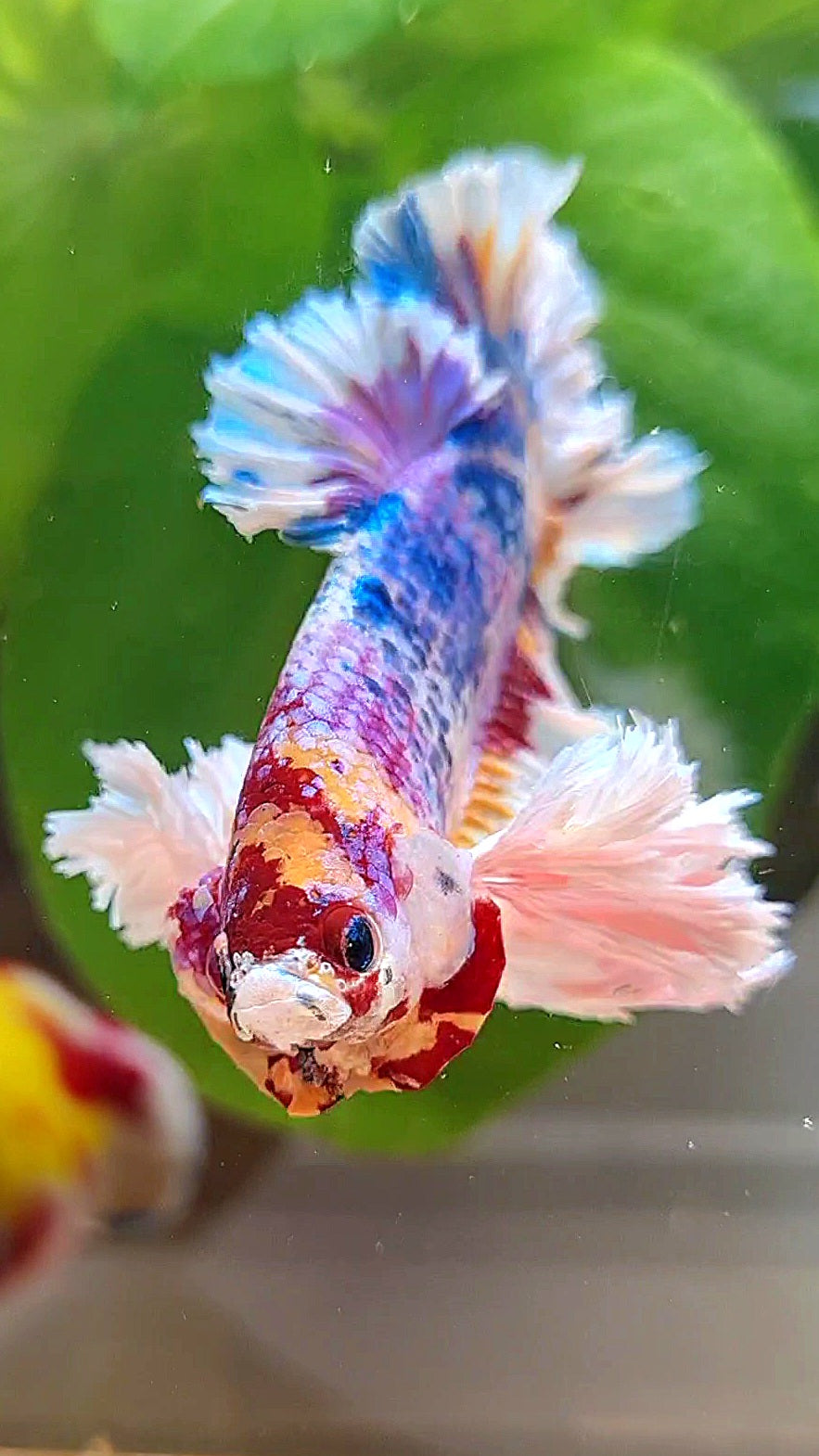 LUXURY KING PLAKAT SUPER ROSE EAR RAINBOW CANDY MULTICOLOR BETTA FISH