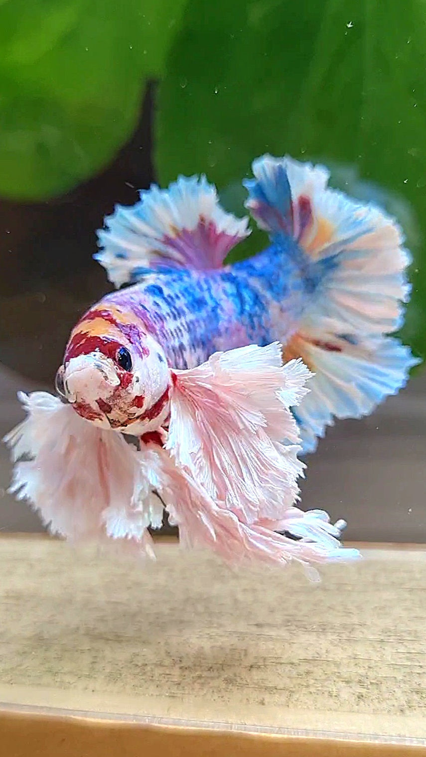 LUXURY KING PLAKAT SUPER ROSE EAR RAINBOW CANDY MULTICOLOR BETTA FISH