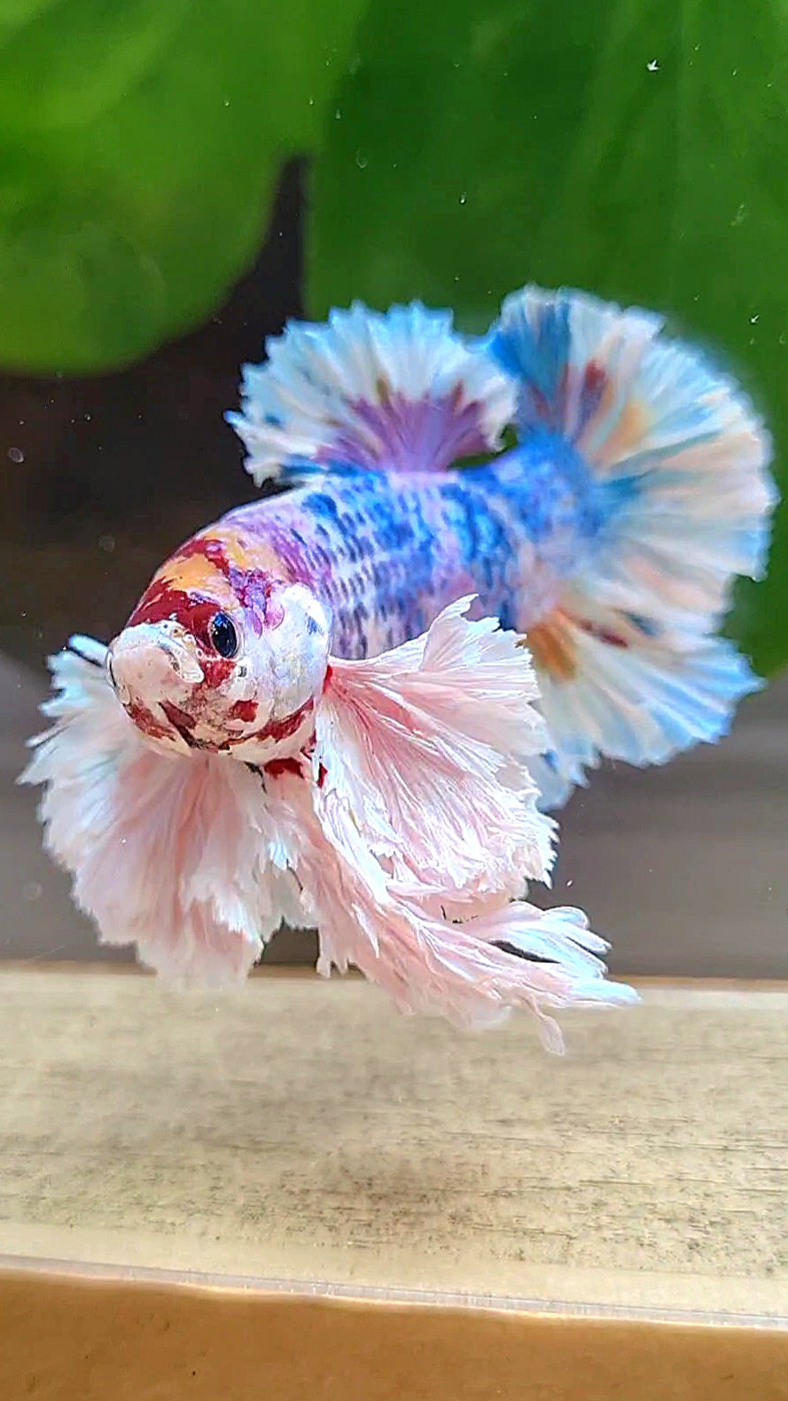LUXURY KING PLAKAT SUPER ROSE EAR RAINBOW CANDY MULTICOLOR BETTA FISH