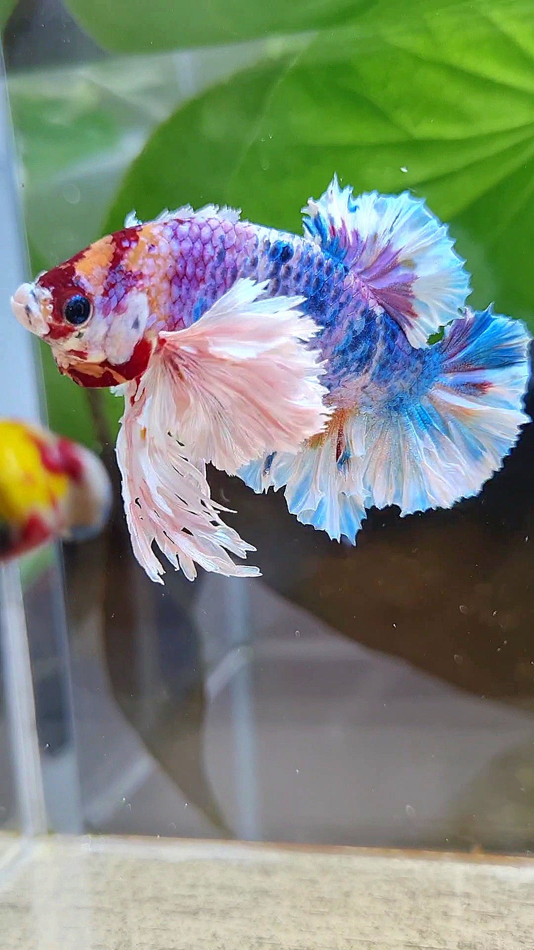 LUXURY KING PLAKAT SUPER ROSE EAR CANDY RAINBOW MULTICOLOR BETTA FISH