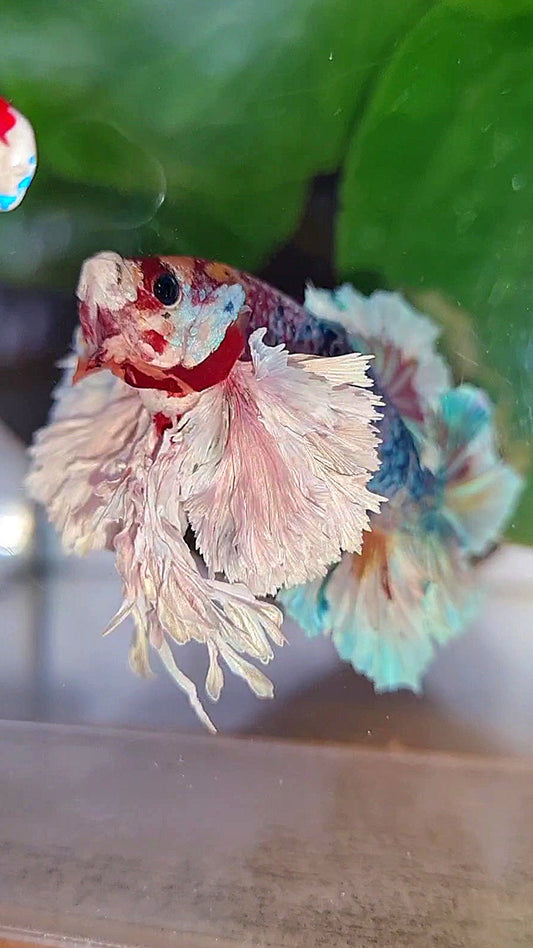 LUXURY KING PLAKAT SUPER ROSE EAR CANDY RAINBOW MULTICOLOR BETTA FISH