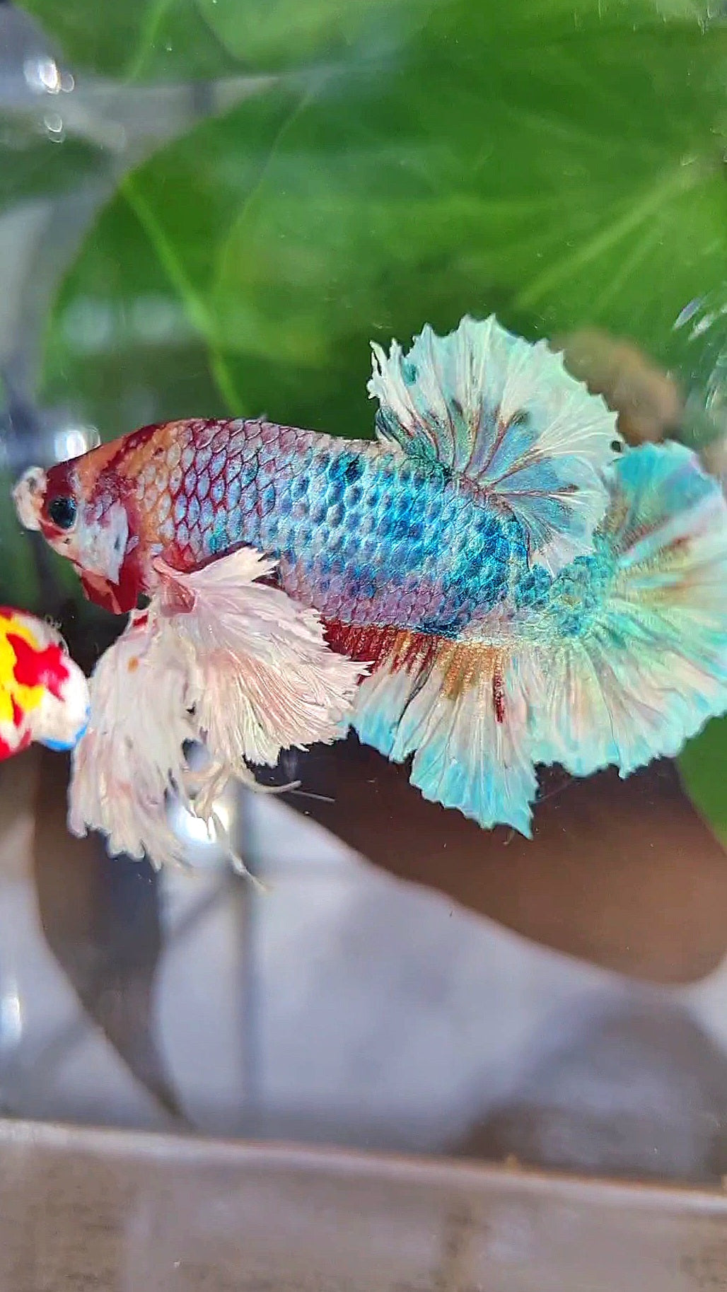 LUXURY KING PLAKAT SUPER ROSE EAR RAINBOW CANDY MULTICOLOR BETTA FISH