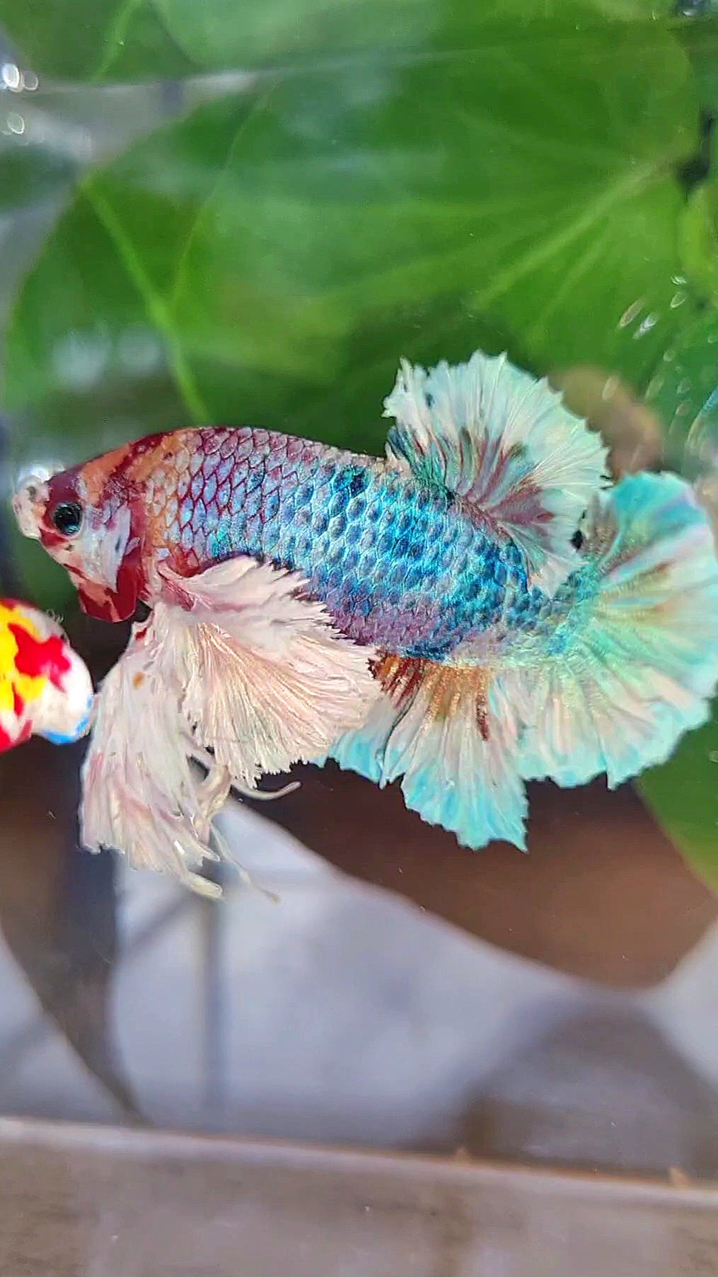 LUXURY KING PLAKAT SUPER ROSE EAR CANDY RAINBOW MULTICOLOR BETTA FISH