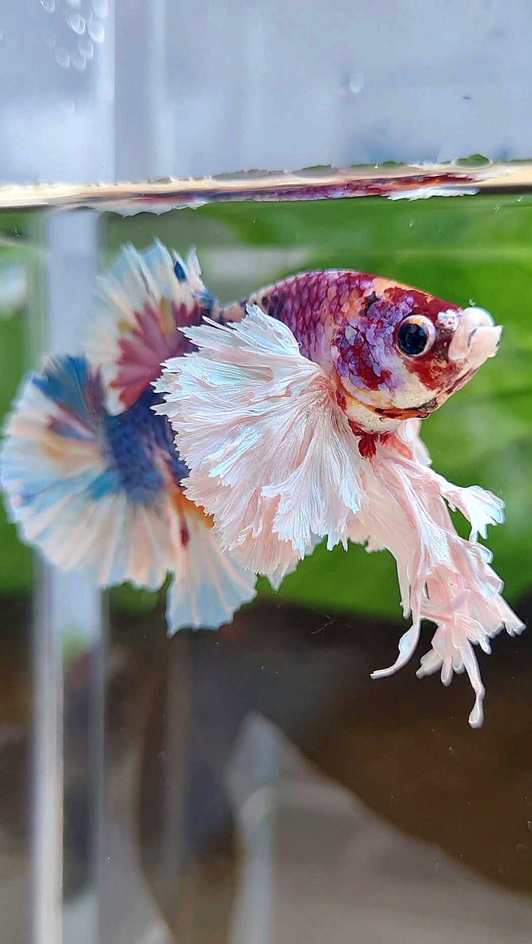 LUXURY KING PLAKAT SUPER ROSE EAR CANDY RAINBOW MULTICOLOR BETTA FISH