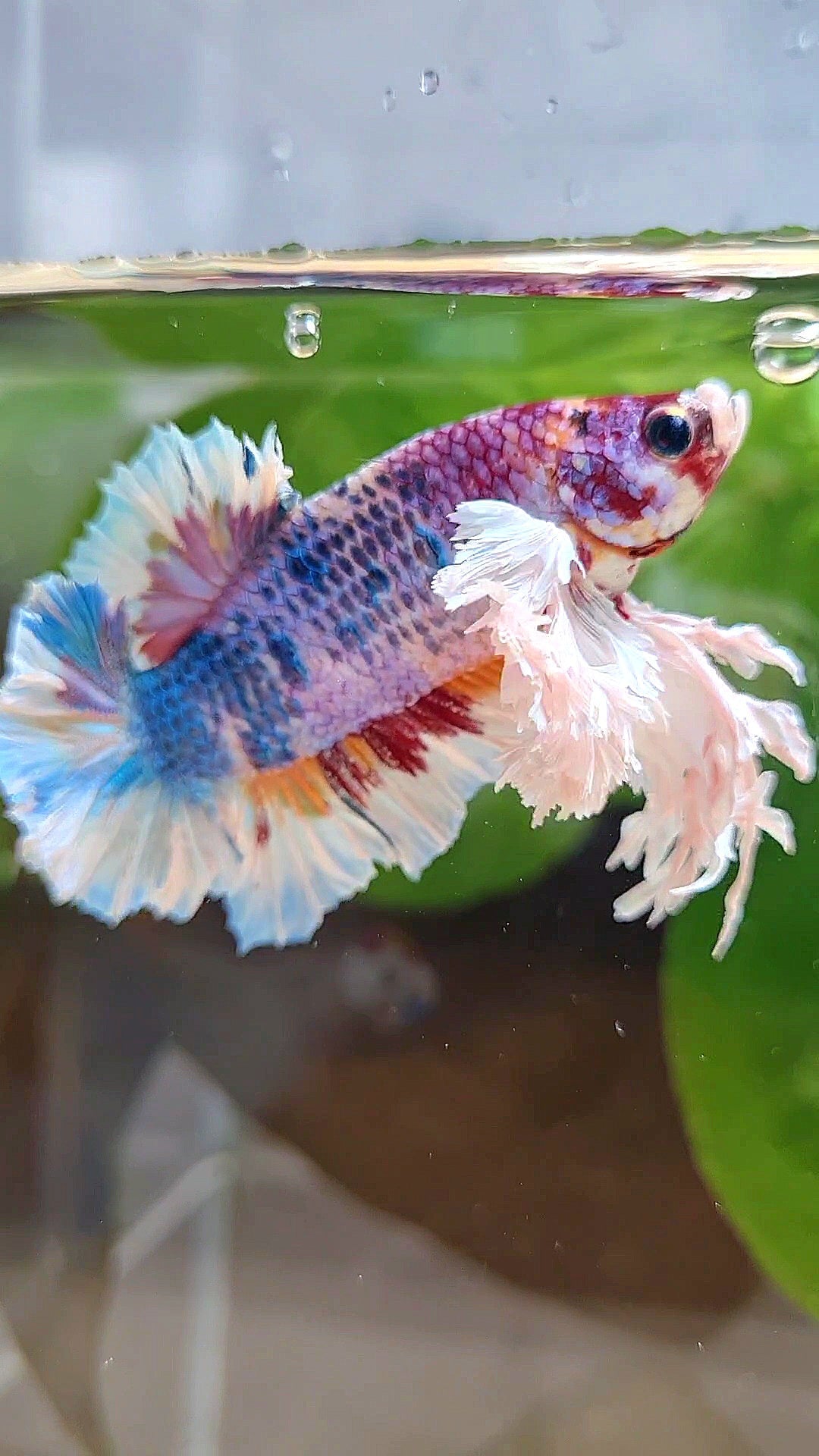 LUXURY KING PLAKAT SUPER ROSE EAR CANDY RAINBOW MULTICOLOR BETTA FISH