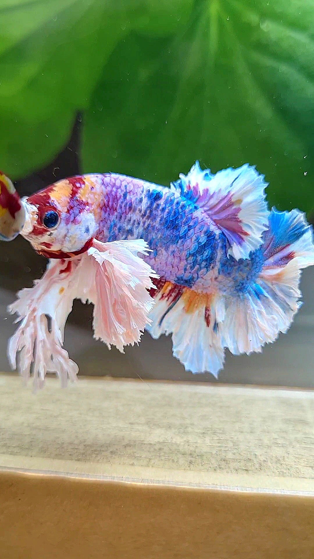 LUXURY KING PLAKAT SUPER ROSE EAR CANDY RAINBOW MULTICOLOR BETTA FISH