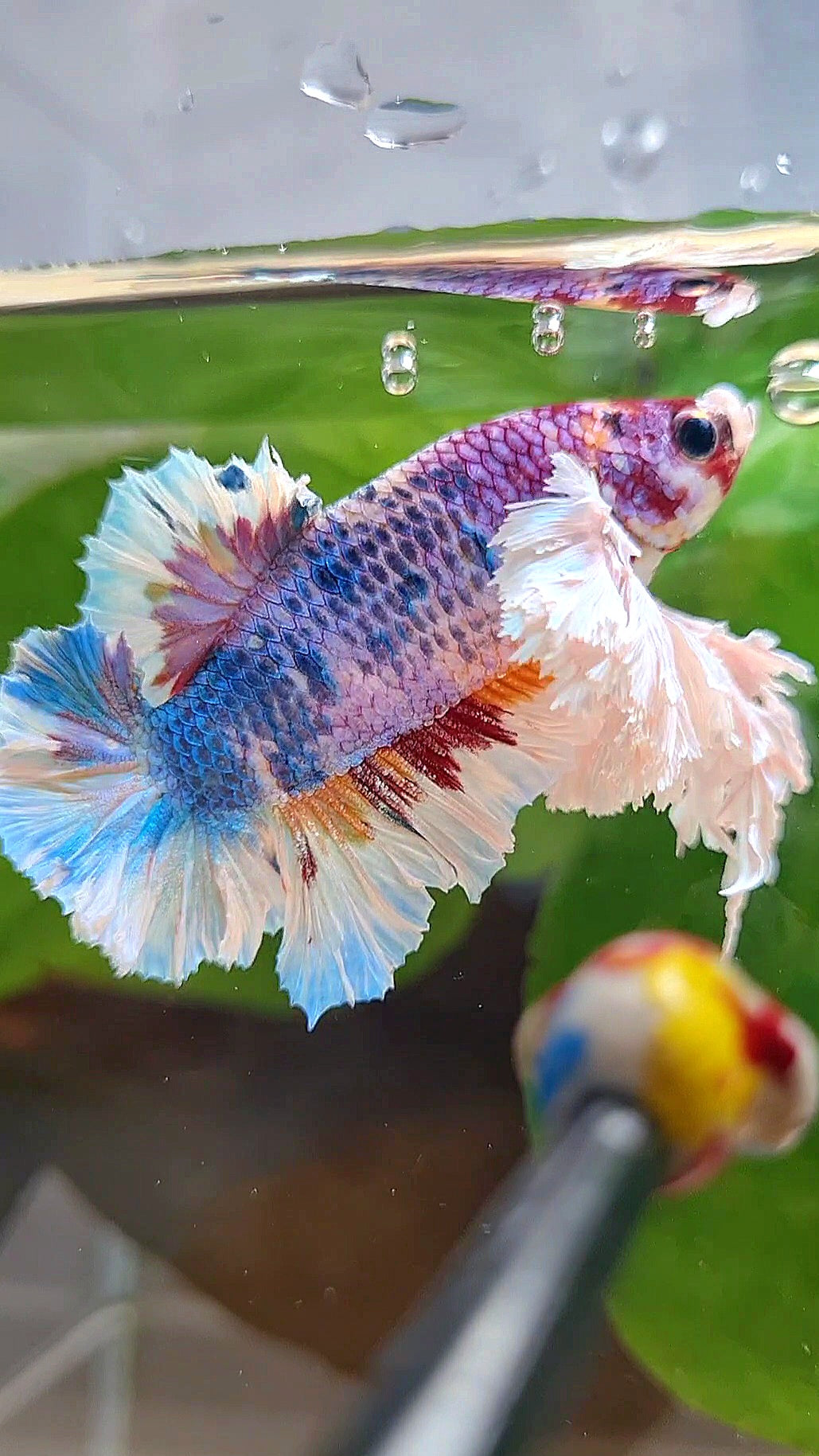 LUXURY KING PLAKAT SUPER ROSE EAR CANDY RAINBOW MULTICOLOR BETTA FISH