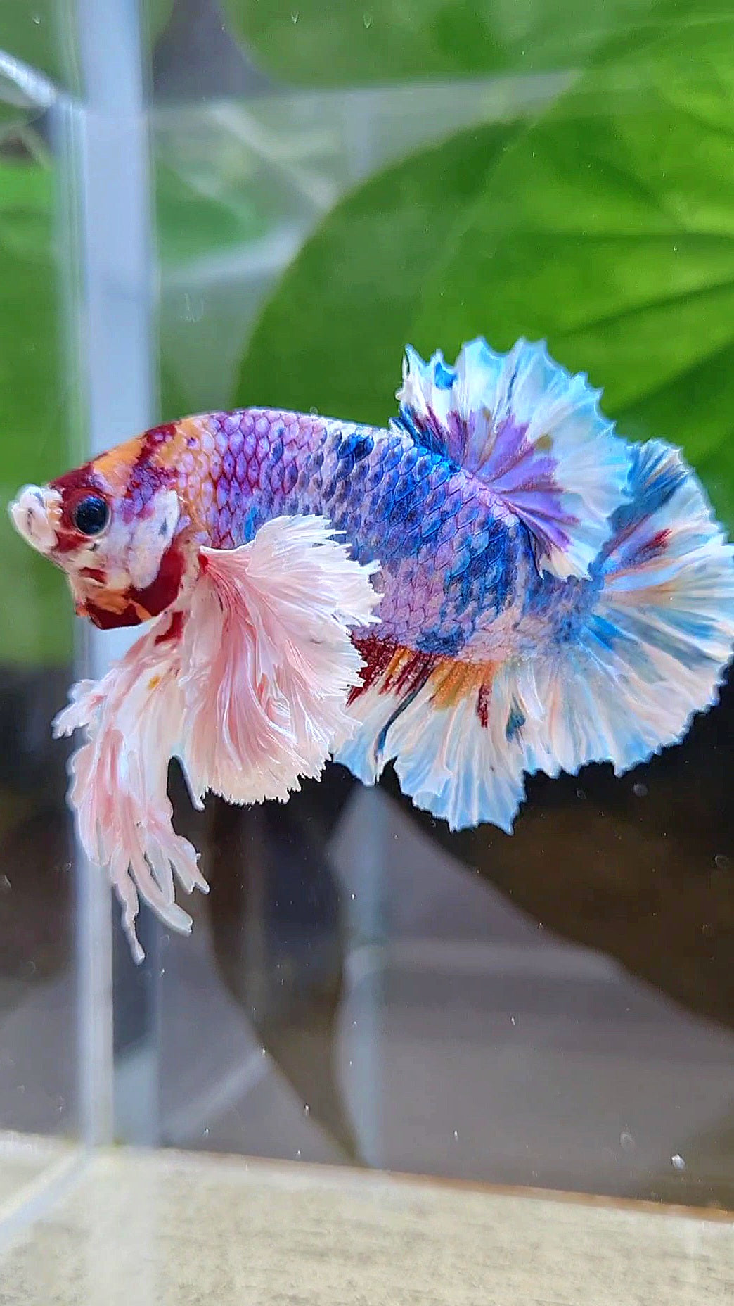 LUXURY KING PLAKAT SUPER ROSE EAR RAINBOW CANDY MULTICOLOR BETTA FISH