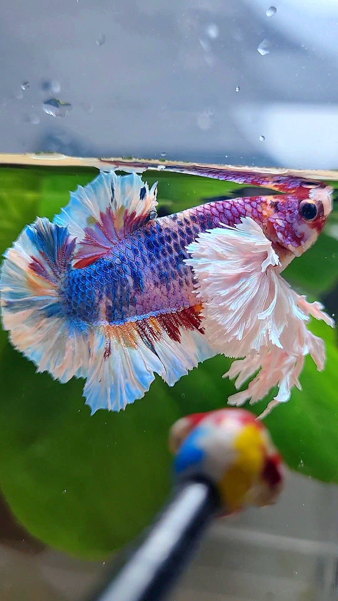LUXURY KING PLAKAT SUPER ROSE EAR RAINBOW CANDY MULTICOLOR BETTA FISH