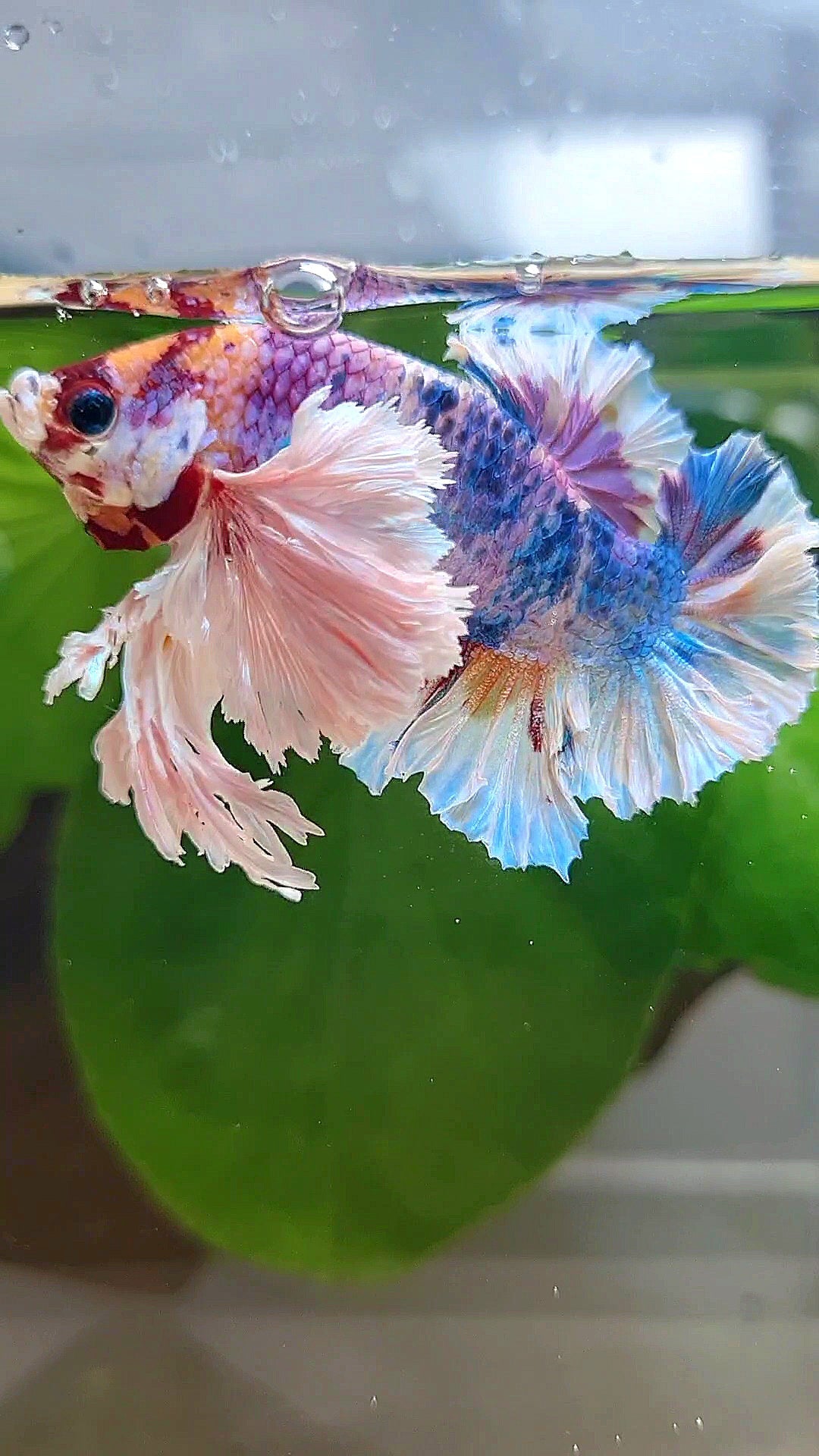LUXURY KING PLAKAT SUPER ROSE EAR RAINBOW CANDY MULTICOLOR BETTA FISH