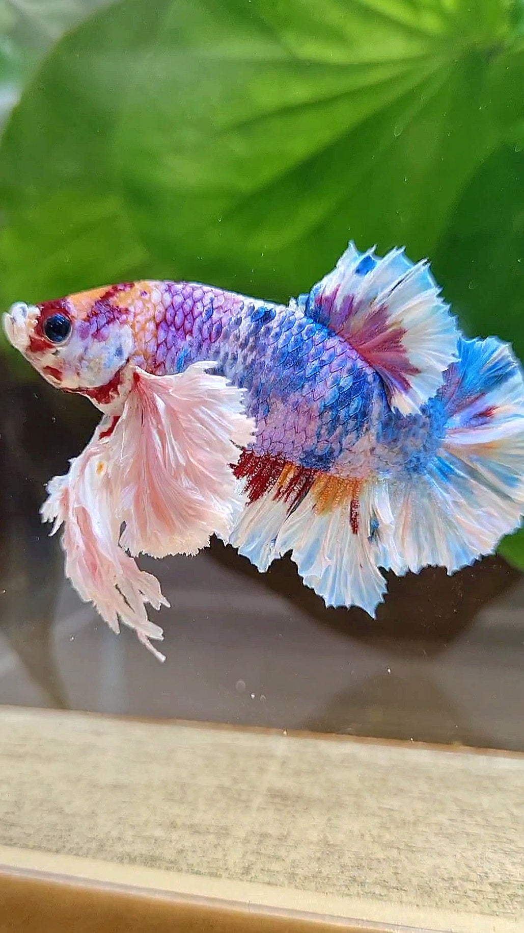 LUXURY KING PLAKAT SUPER ROSE EAR RAINBOW CANDY MULTICOLOR BETTA FISH