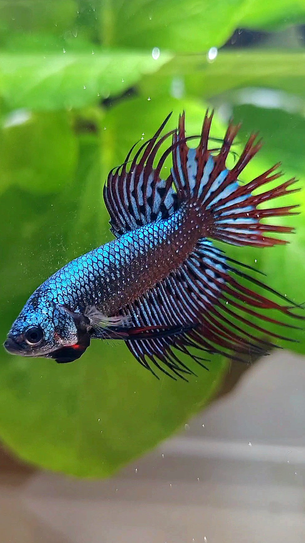 LUXURY CROWNTAIL ALIEN BLUE HYBRID WILD BETTA FISH