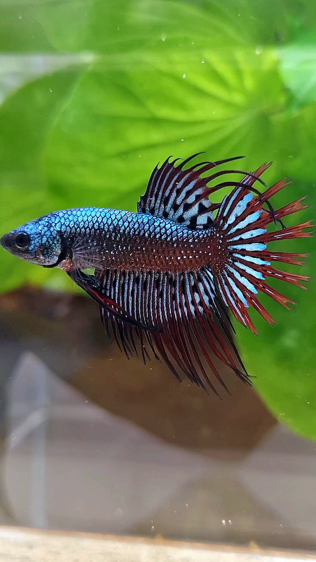 LUXURY CROWNTAIL ALIEN BLUE HYBRID WILD BETTA FISH