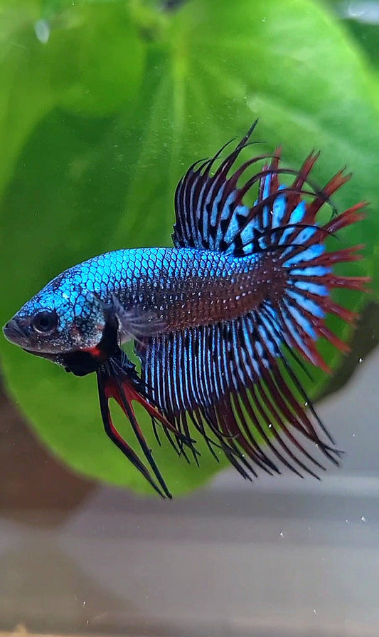 3 FISH LUXURY CROWNTAIL ALIEN BLUE 2 IMBELIS COPPER ORANGE HYBRID WILD BETTA FISH