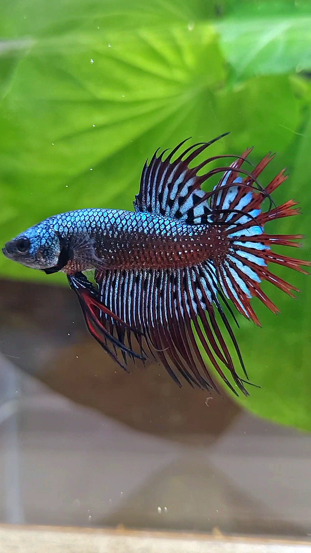 LUXURY CROWNTAIL ALIEN BLUE HYBRID WILD BETTA FISH