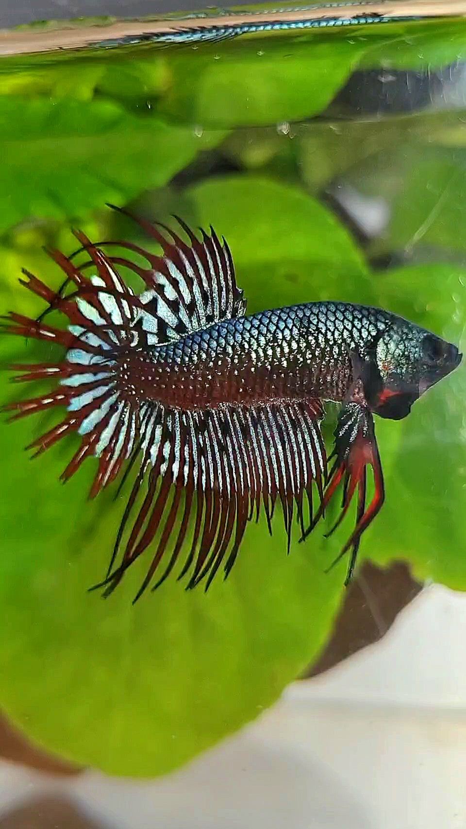 LUXURY CROWNTAIL ALIEN BLUE HYBRID WILD BETTA FISH
