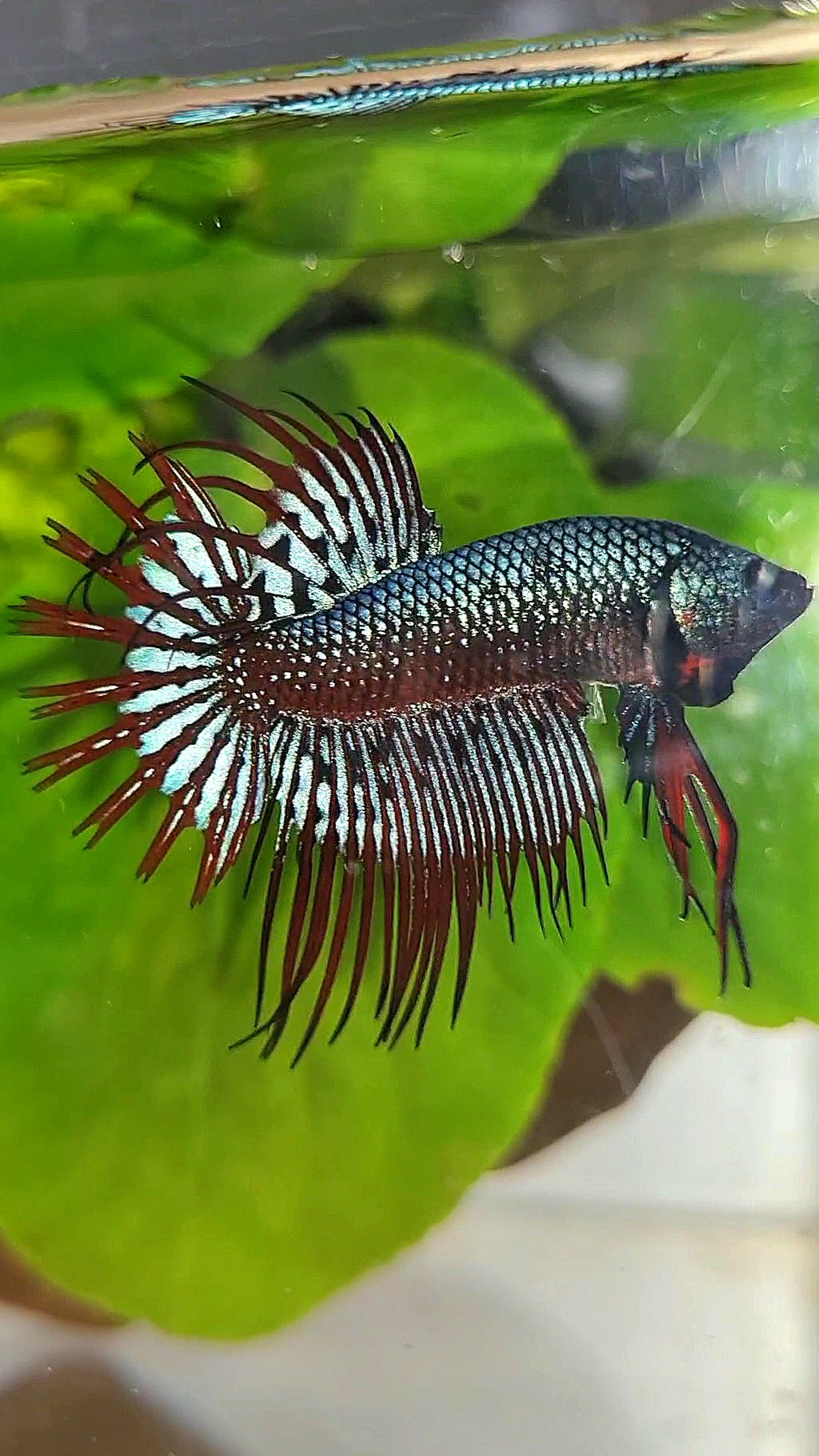 LUXURY CROWNTAIL ALIEN BLUE HYBRID WILD BETTA FISH