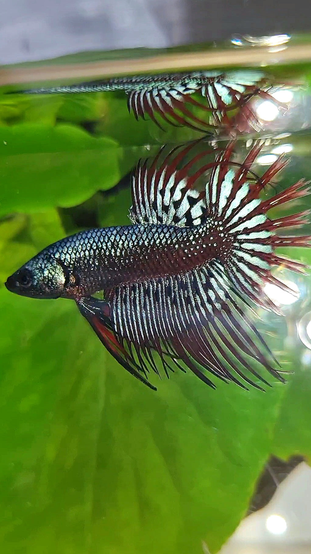 LUXURY CROWNTAIL ALIEN BLUE HYBRID WILD BETTA FISH