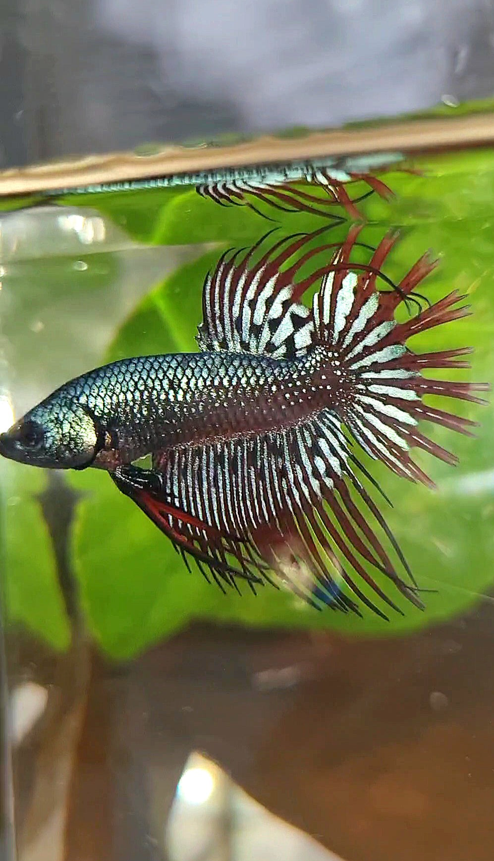 LUXURY CROWNTAIL ALIEN BLUE HYBRID WILD BETTA FISH