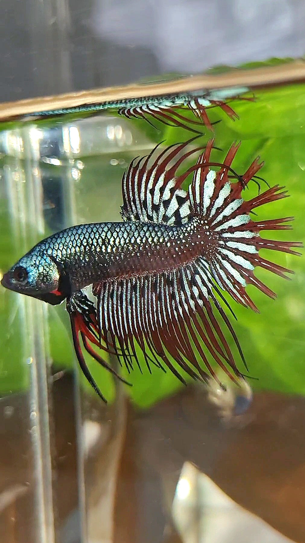 LUXURY CROWNTAIL ALIEN BLUE HYBRID WILD BETTA FISH