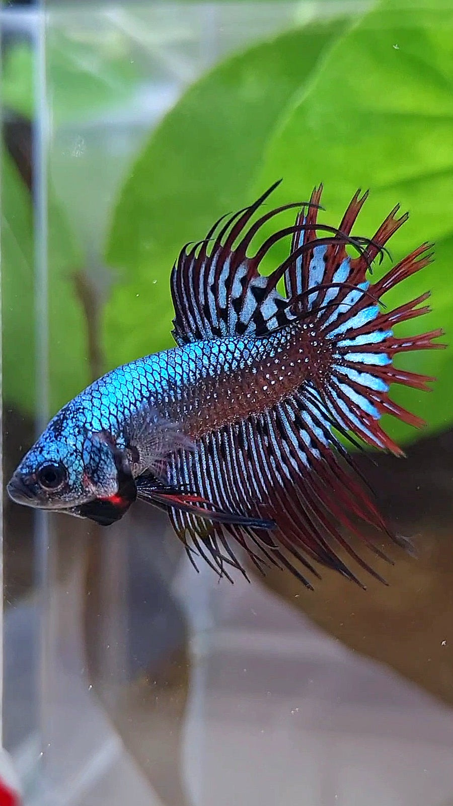 LUXURY CROWNTAIL ALIEN BLUE HYBRID WILD BETTA FISH