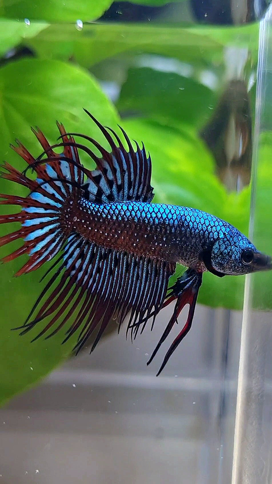 LUXURY CROWNTAIL ALIEN BLUE HYBRID WILD BETTA FISH