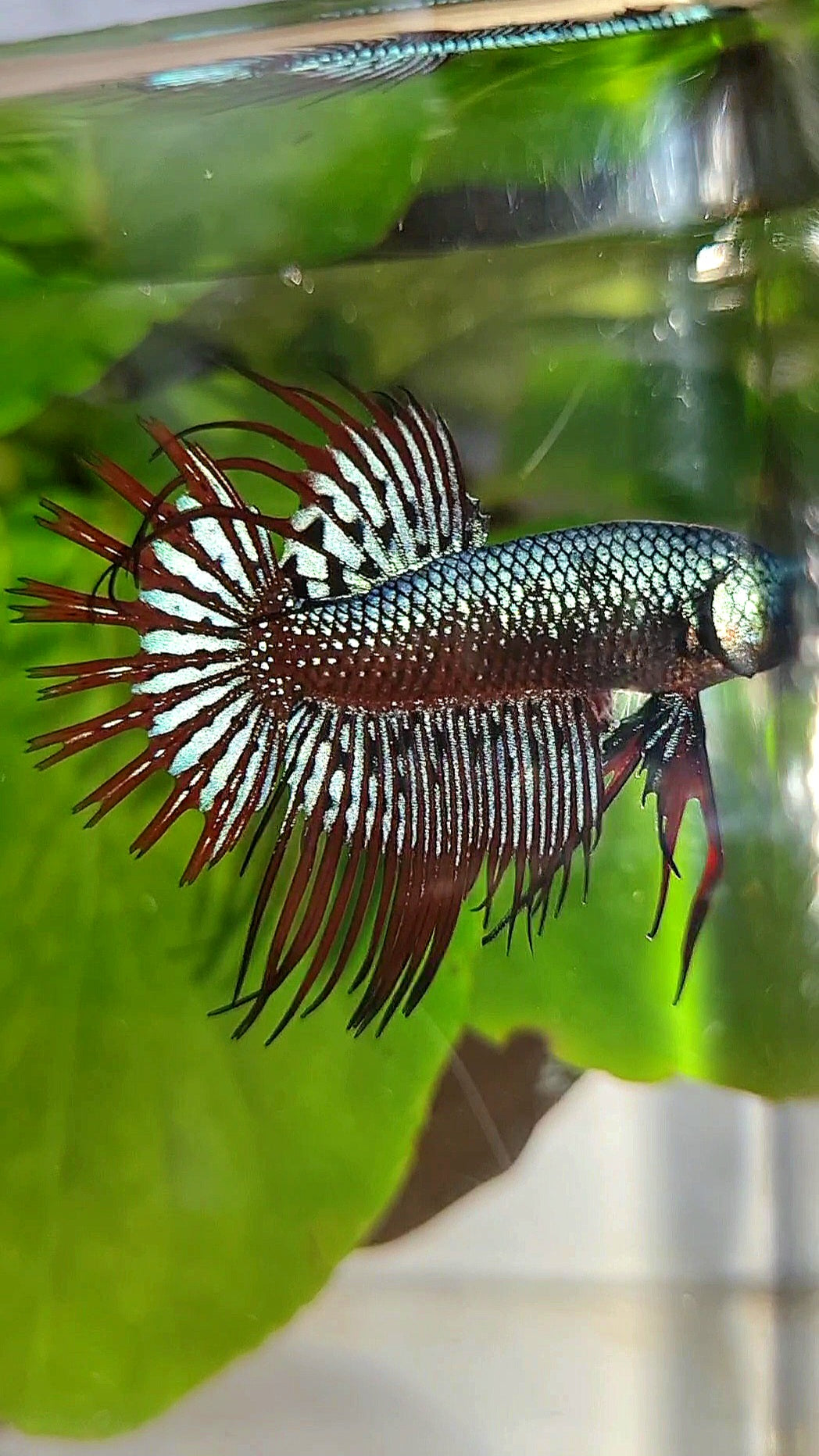 LUXURY CROWNTAIL ALIEN BLUE HYBRID WILD BETTA FISH