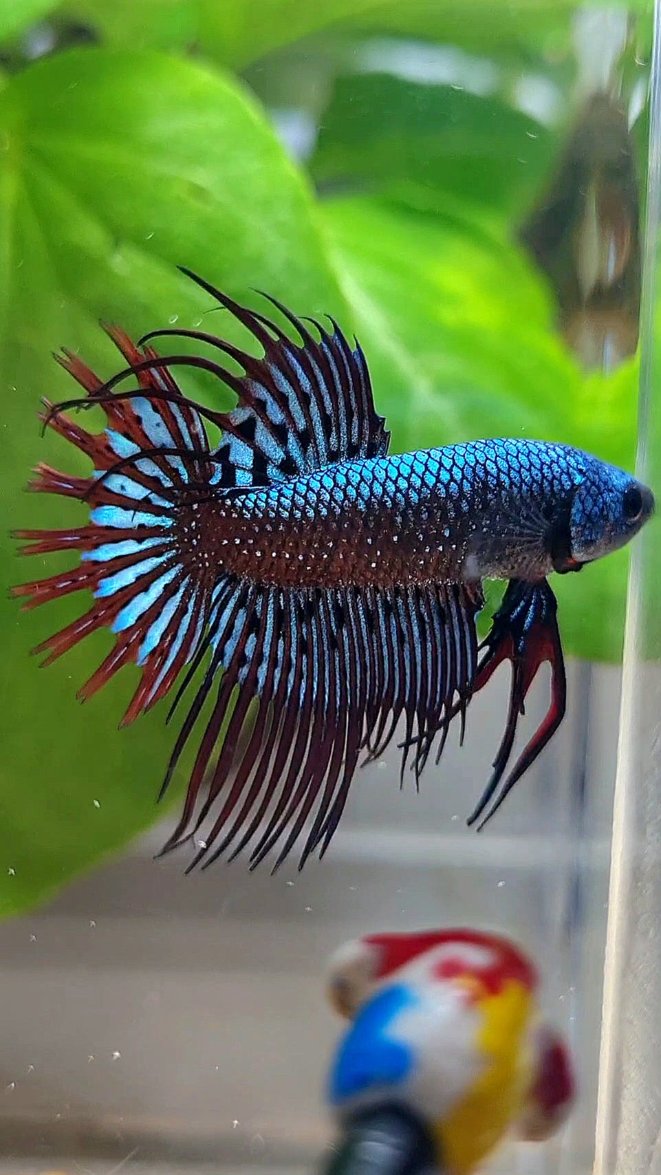 3 FISH LUXURY CROWNTAIL ALIEN BLUE 2 IMBELIS COPPER ORANGE HYBRID WILD BETTA FISH