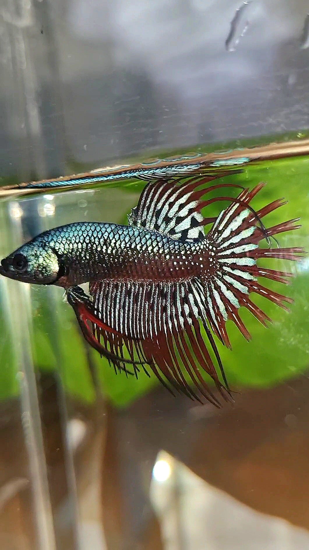 LUXURY CROWNTAIL ALIEN BLUE HYBRID WILD BETTA FISH