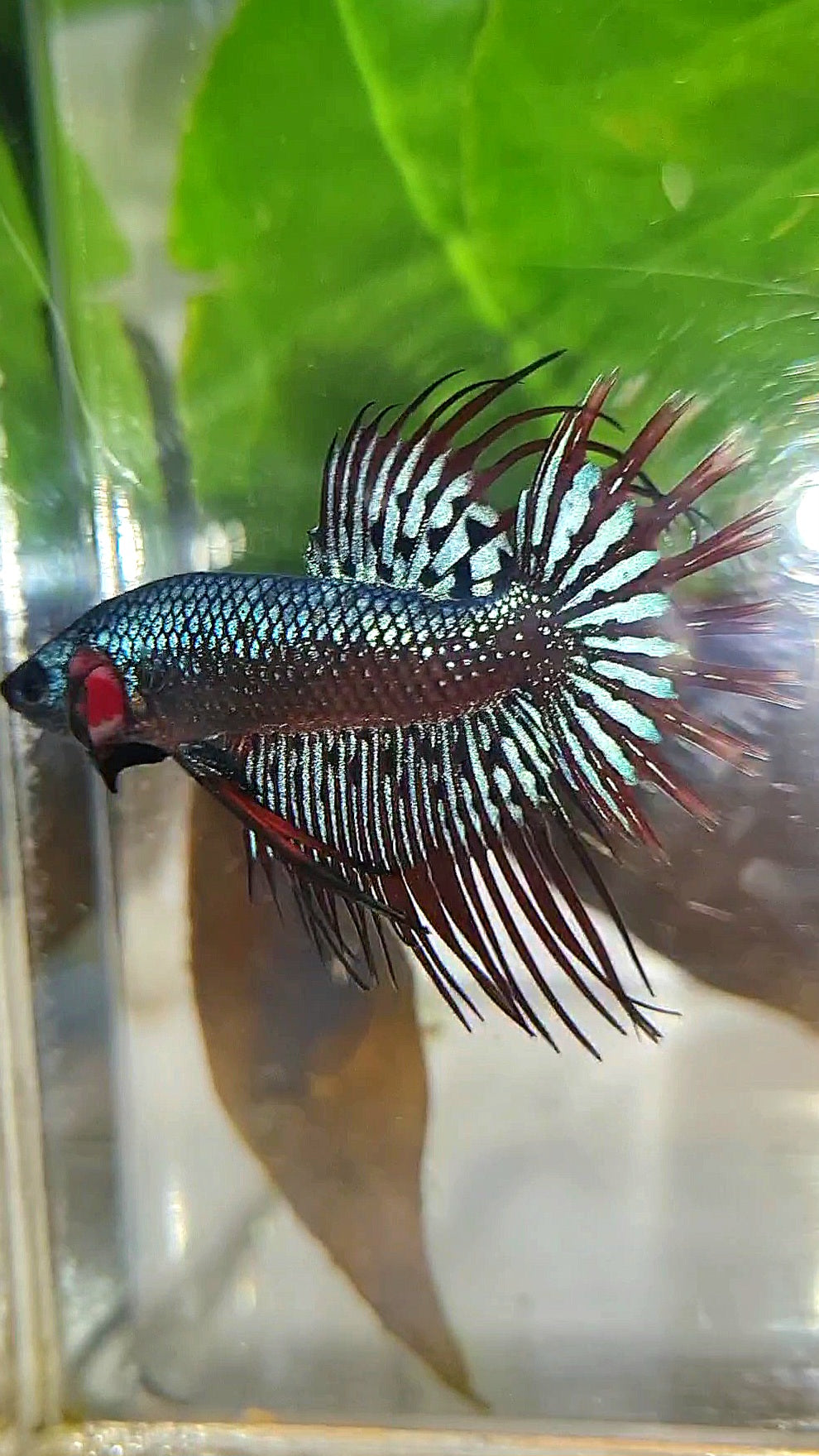 LUXURY CROWNTAIL ALIEN BLUE HYBRID WILD BETTA FISH