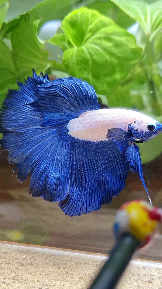 HAFMOON ROSETAIL BLUE RIM BICOLOR BETTA FISH